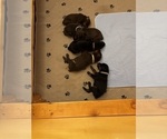 Small Photo #11 Doberman Pinscher Puppy For Sale in MACOMB TOWNSHIP, MI, USA