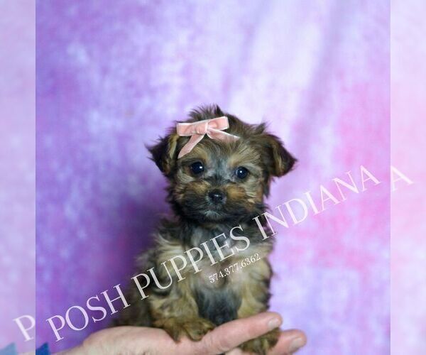 Medium Photo #8 Yorkipoo Puppy For Sale in WARSAW, IN, USA