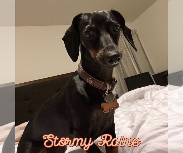 Medium Photo #3 Dachshund Puppy For Sale in San Antonio, TX, USA