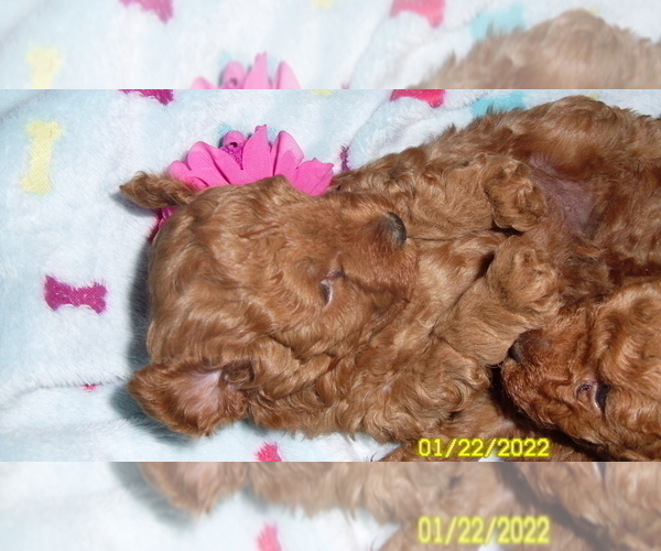 Medium Photo #1 Poodle (Miniature) Puppy For Sale in DULUTH, GA, USA