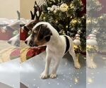 Small #9 Parson Russell Terrier