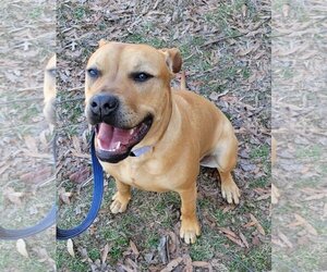 American Bulldog-Unknown Mix Dogs for adoption in Millersville, MD, USA