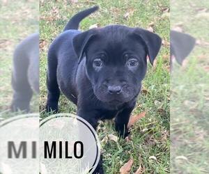 Mutt Dogs for adoption in Camarillo, CA, USA