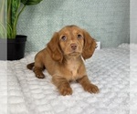 Small #4 Dachshund