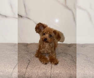 Poodle (Toy) Puppy for sale in PORTLAND, OR, USA