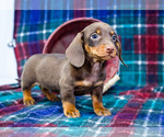 Small #9 Dachshund