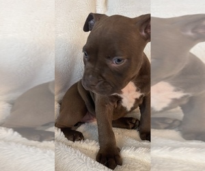 American Bully Puppy for sale in KENT, WA, USA