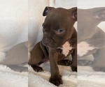 Small Photo #1 American Bully Puppy For Sale in KENT, WA, USA