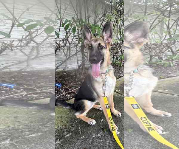 Medium Photo #2 German Shepherd Dog Puppy For Sale in Plantation, FL, USA