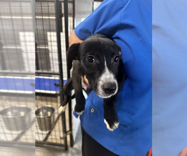 Medium Photo #11 American Pit Bull Terrier-Australian Shepherd Mix Puppy For Sale in Foristell, MO, USA
