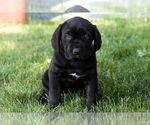 Small Photo #42 Cane Corso Puppy For Sale in WAKARUSA, IN, USA