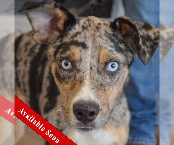 Medium Photo #1 Australian Shepherd-Unknown Mix Puppy For Sale in Huntley, IL, USA