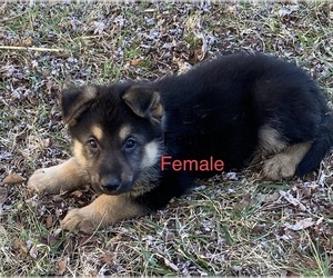 German Shepherd Dog Puppy for sale in MOUNT AIRY, NC, USA