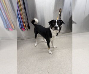 Alaskan Malamute-German Shepherd Dog Mix Dogs for adoption in Fairbanks, AK, USA