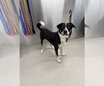 Small Alaskan Malamute-German Shepherd Dog Mix
