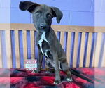 Small #2 Catahoula Leopard Dog-Labrador Retriever Mix