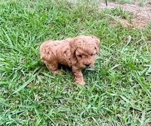 Poodle (Toy) Puppy for sale in ROCK HILL, SC, USA
