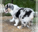 Small Photo #5 Miniature Australian Shepherd Puppy For Sale in ONEONTA, AL, USA