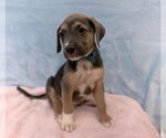 Small American Staffordshire Terrier-Labrador Retriever Mix