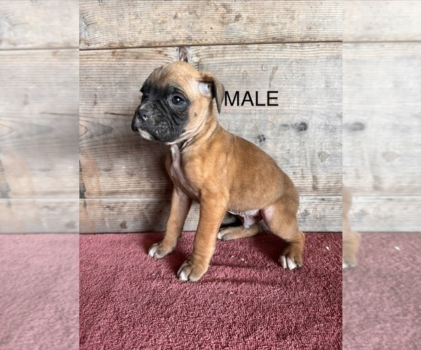 Medium Photo #8 Boxer Puppy For Sale in VERMONTVILLE, MI, USA