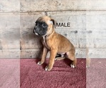 Small #7 Boxer