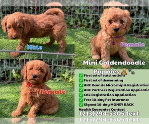 Goldendoodle (Miniature) Litter for sale in FONTANA, CA, USA