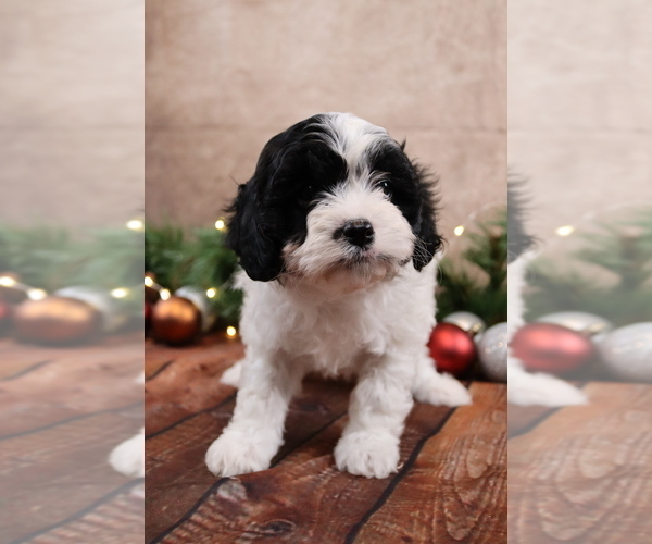 Medium Photo #5 Cavapoo (Toy) Puppy For Sale in WEST SALEM, OH, USA