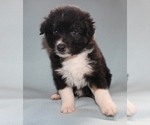 Small Photo #1 Australian Shepherd Puppy For Sale in MARBURY, AL, USA