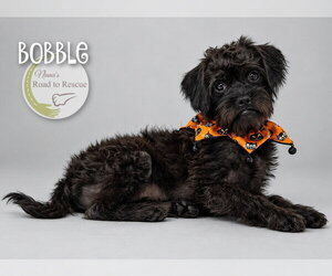 Bobble - Male Pug-A-Poo Dog for Adoption - Photo #2