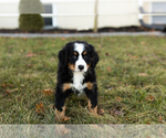Puppy Chloe Bernese Mountain Dog-Miniature Bernedoodle Mix
