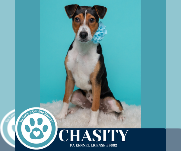Medium Photo #10 Beagle-Unknown Mix Puppy For Sale in Kimberton, PA, USA