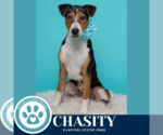 Small #9 Beagle Mix