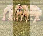 Small Photo #21 Dogo Argentino Puppy For Sale in ARLINGTON, TX, USA