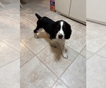 Puppy Tri color English Springer Spaniel