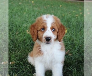 Bernedoodle-Poodle (Miniature) Mix Puppy for sale in PLACERVILLE, CA, USA
