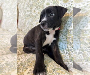 American Staffordshire Terrier-Unknown Mix Dogs for adoption in Holly Springs, NC, USA