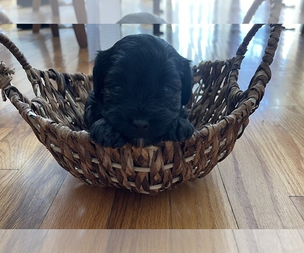 Medium Photo #1 Maltipoo Puppy For Sale in CLEVELAND, TN, USA