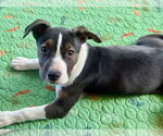 Small #2 Jack Russell Terrier