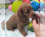 Small #1 Chiweenie