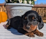 Small #7 Dachshund