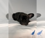 Litter of 5 - Female French BulldogLitter of Puppies for Sale - Photo #10