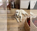 Small #12 Great Pyrenees