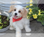 Image preview for Ad Listing. Nickname: Boyd