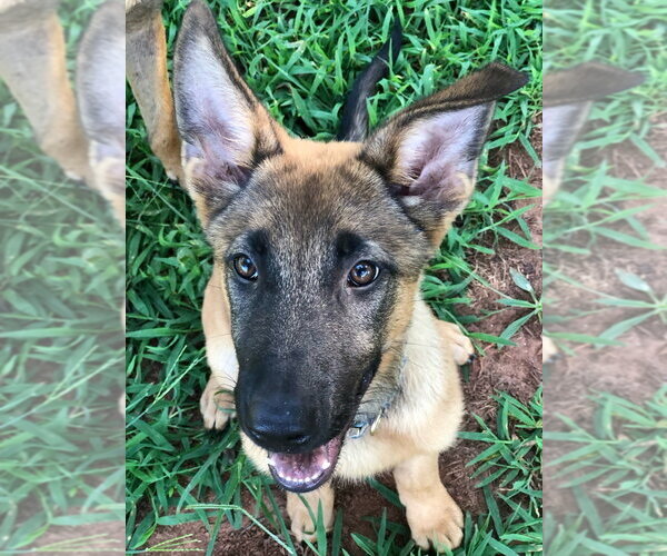 Medium Photo #9 German Shepherd Dog-Unknown Mix Puppy For Sale in Imlay City, MI, USA