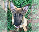 Small #8 German Shepherd Dog Mix