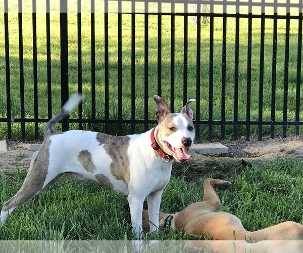 Medium Photo #1 American Staffordshire Terrier-Unknown Mix Puppy For Sale in Holly Springs, NC, USA