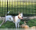 Small American Staffordshire Terrier Mix