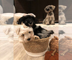 Small Photo #5 Schnauzer (Miniature) Puppy For Sale in TAYLORS, SC, USA