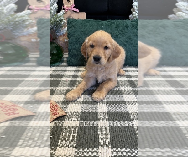 Medium Photo #5 Golden Retriever Puppy For Sale in LAKELAND, FL, USA