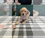 Small Photo #44 Golden Retriever Puppy For Sale in LAKELAND, FL, USA